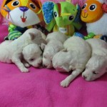 Cachorros de Bichon Frise jugando con juguetes