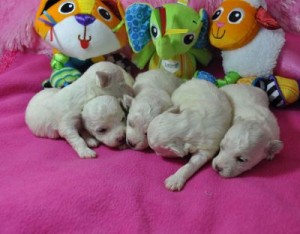 Bichon Frise Puppies playing with toys