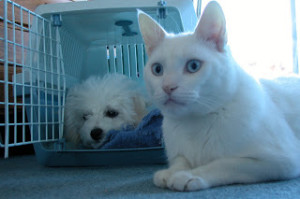 Bichon and White Cat