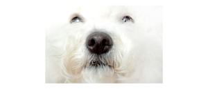 bichon frise nose