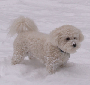 Bichon Frise Dog In The Snow