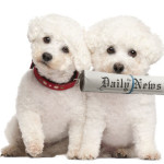 Bichon with rolled up newspaper