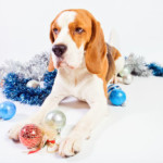December Is “Reason for ‘paws’: Think About Pet Safety”