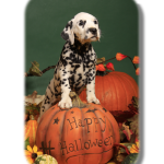 Halloween Safety for Pets