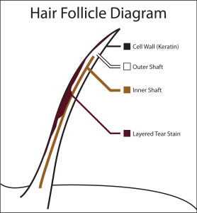 Hair Follicle Diagram