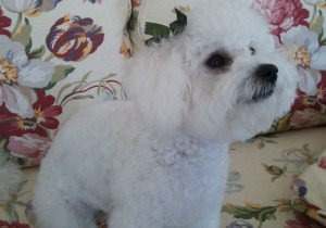 Grooming A Bichon Frise