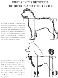 Difference between the Bichon Frise and Poodle