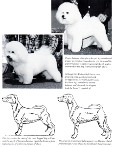 Size and Proportion of Bichon Frise