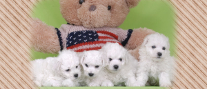 Bichon Frise puppies with teddy bear