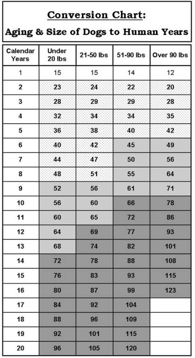 Bichon Frise Puppies Age Equivalent Chart