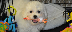 Bichon Frise puppy playing with toys