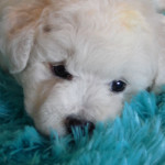 Sinclair Rüde Bichon Frise