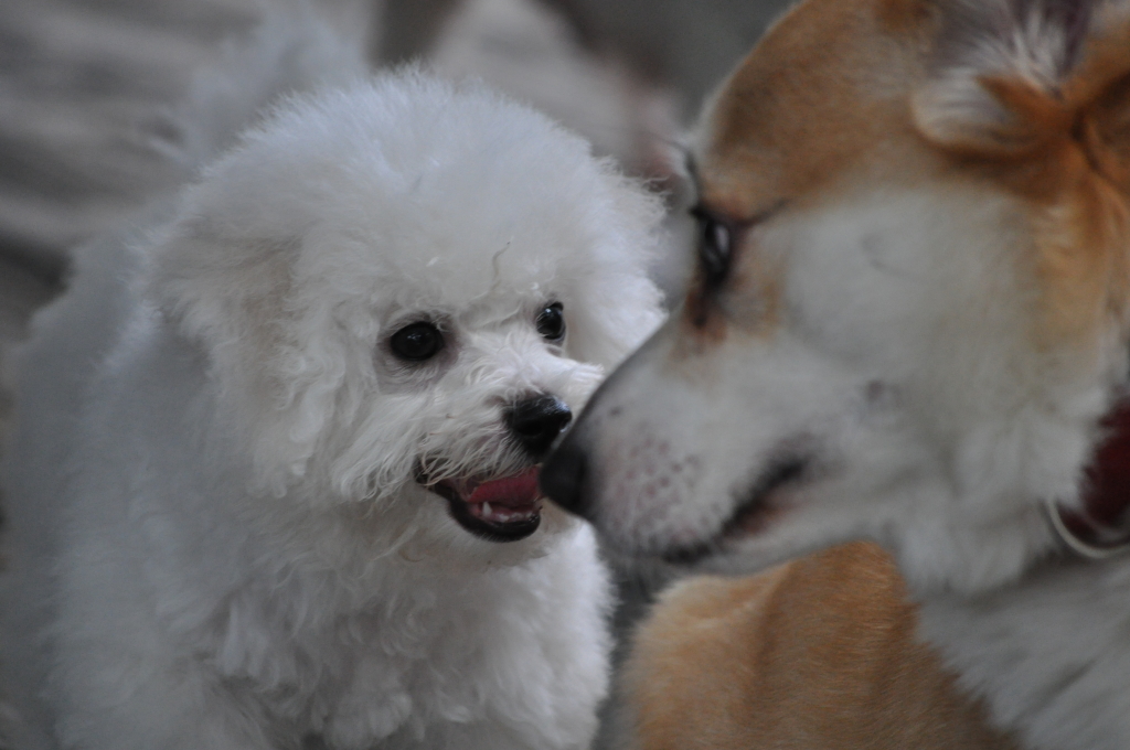 How To Brush Your Dog's Teeth Bichon Frise