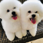 "Orion" & "Janaan" - Male Bichon Frise