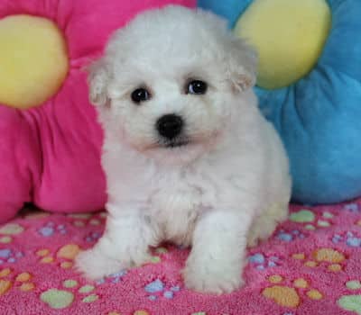 Available Bichon Frise Puppies for Sale