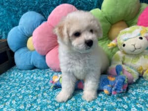 "Kendall" - Male Bichon Frise