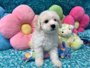 "Kendall" - Male Bichon Frise