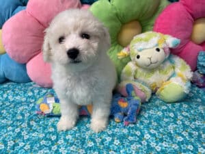 "Kendall" - Male Bichon Frise