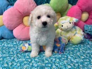 "Kendall" - Male Bichon Frise