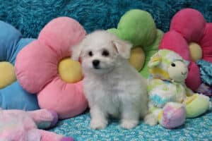 "Ida" - Female Bichon Frise