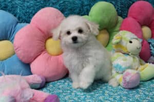 "Ida" - Female Bichon Frise