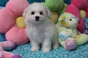 "Ida" - Female Bichon Frise