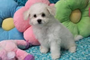 "Ida" - Female Bichon Frise