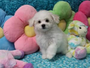 "Ida" - Female Bichon Frise