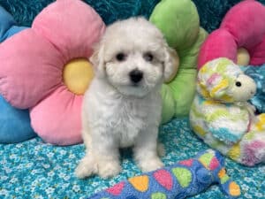 "Kam" - Male Bichon Frise