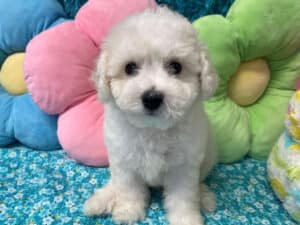 "Kam" - Male Bichon Frise