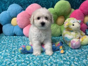 "Kam" - Male Bichon Frise