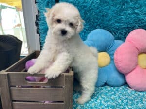 "Kam" - Male Bichon Frise