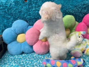 "Kam" - Male Bichon Frise