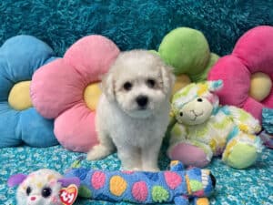 "Kam" - Male Bichon Frise