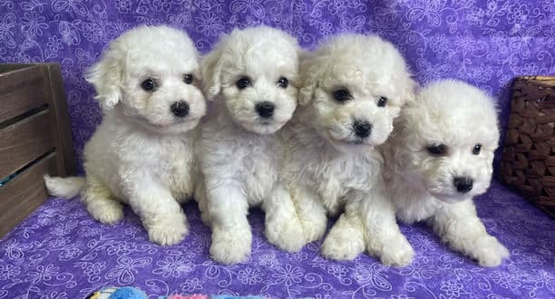 4 Male Bichon Frise