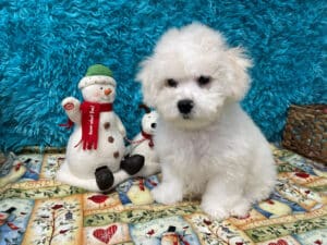 "Asher" - Male Bichon Frise