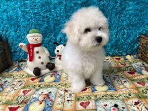 "Asher" - Male Bichon Frise