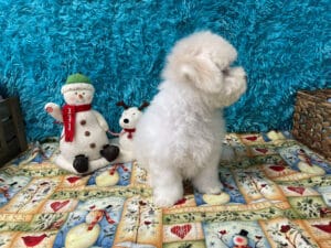 "Asher" - Male Bichon Frise