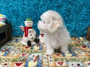 "Asher" - Male Bichon Frise