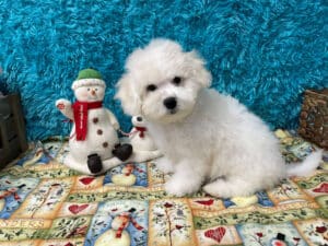 "Asher" - Male Bichon Frise