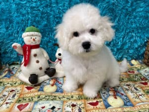 "Asher" - Male Bichon Frise