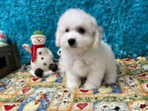 "Avery" - Male Bichon Frise