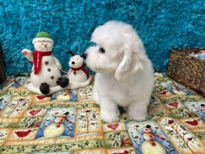 "Avery" - Male Bichon Frise