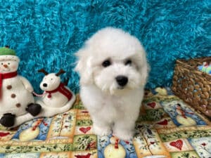 "Avery" - Male Bichon Frise