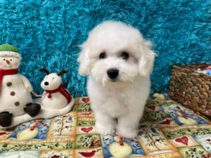 "Avery" - Male Bichon Frise