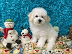 "Joey" - Male Bichon Frise