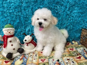 "Joey" - Male Bichon Frise