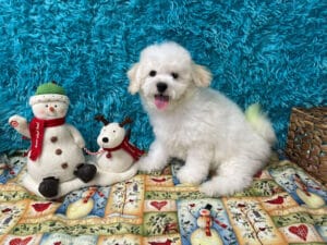 "Joey" - Male Bichon Frise