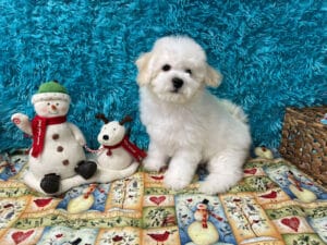 "Joey" - Male Bichon Frise