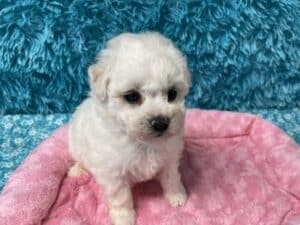 "Maggie" - Female Bichon Frise